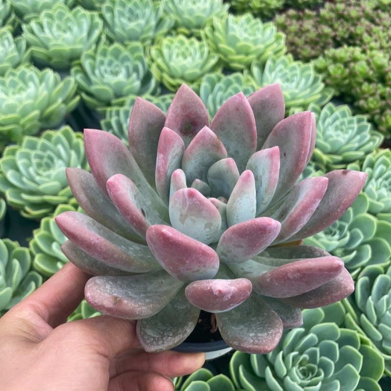 阳台庭院多肉盆栽大棵好养美观