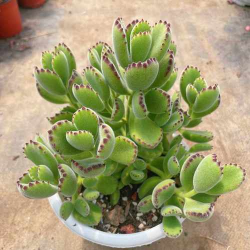 室内外净化空气美观趣味多肉