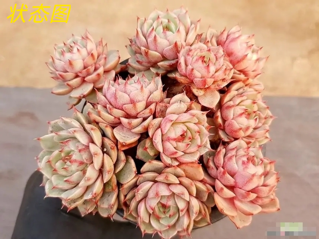 笨巴 蒂斯进口群生多头多肉植物盆栽防辐射绿植花卉包邮