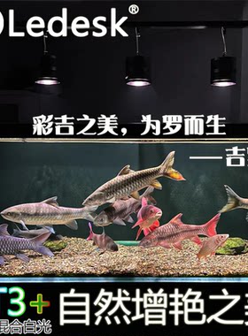 26款乐迪吉罗王灯150w全光谱增色