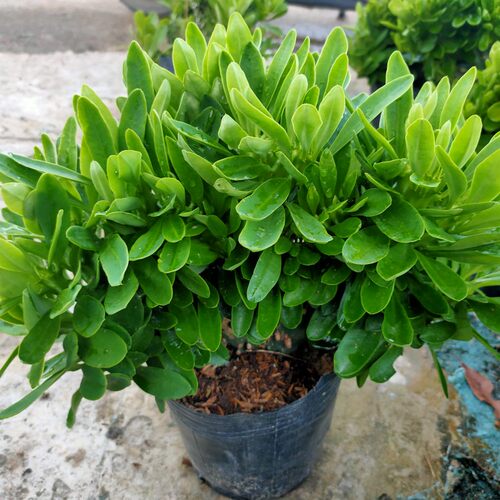 麒麟掌  大棵植物盆栽  绿叶麒麟掌 金麒麟 缀化  沙漠植物