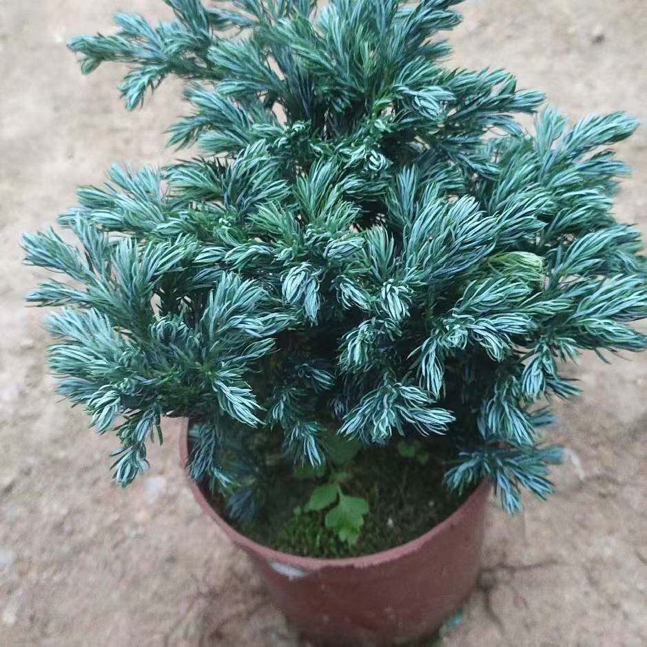 蓝柏蓝色玻利瓦尔蓝湖柏翠柏花园冬青植物盆栽四季常绿灌木植物