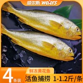 威尔斯三都澳食品出品 4条共4 4.5斤鲜冻大黄鱼新鲜黄花鱼