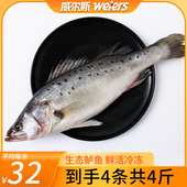 威尔斯深海鲈鱼鲜活新鲜冰冻海鲜冷冻生鲜3只送1只到手4只共4斤