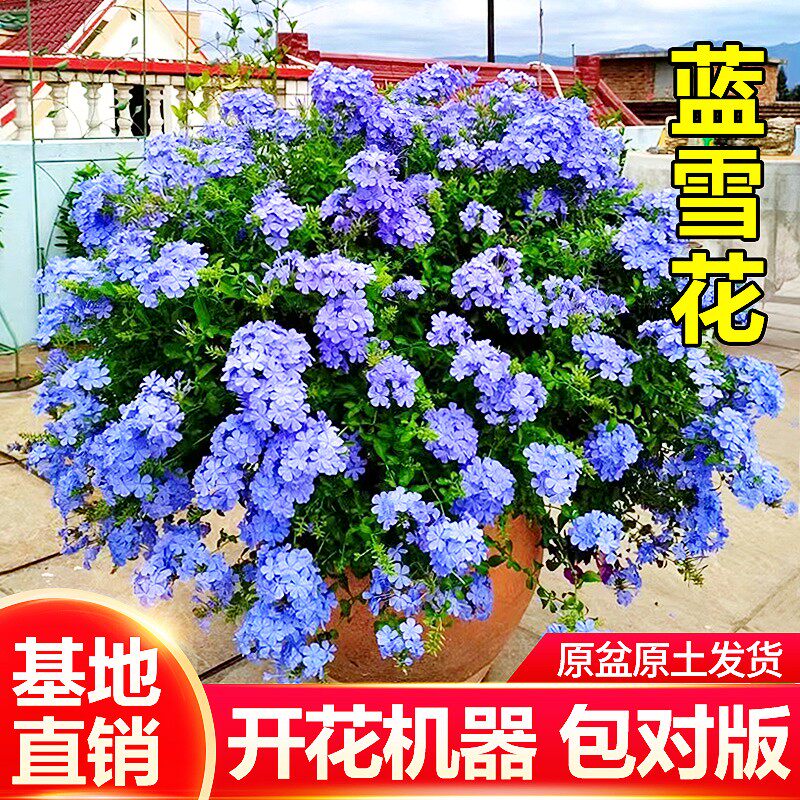 蓝雪花盆栽花卉苗四季开花阳台花园观赏爬藤植物耐热易养活白雪花