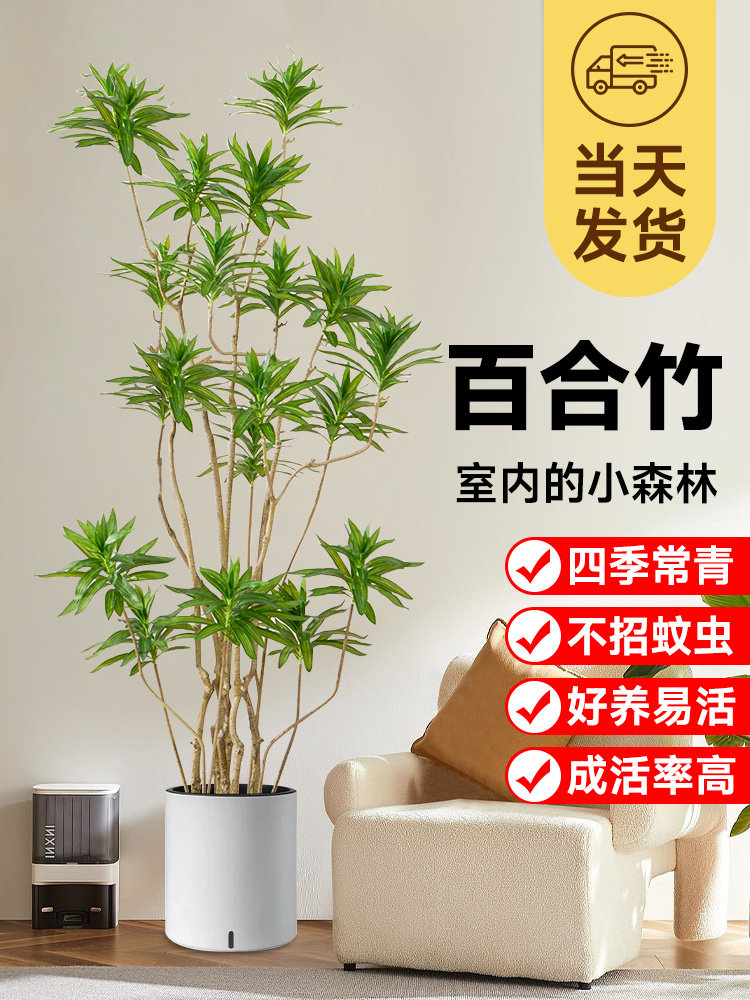 金心百合竹真绿植客厅大型青叶盆栽办公室好养小苗室内水培真植物图片