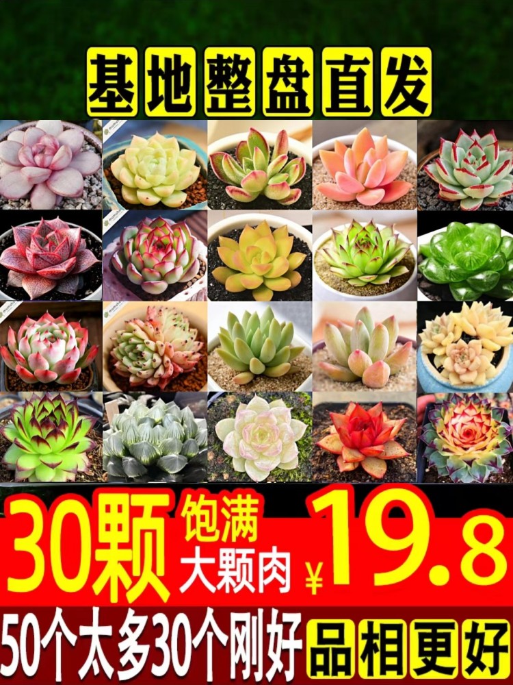 多肉植物大颗好养绿植生石花室内精品老桩肉肉稀有品种花卉小盆栽