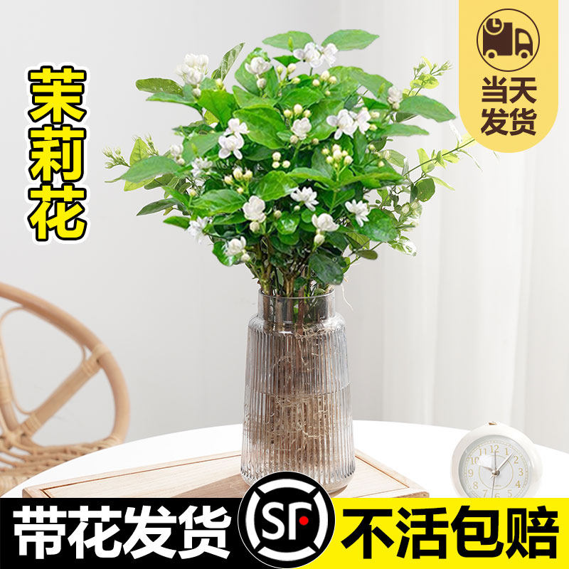茉莉花水培植物盆栽办公室内桌面好养懒人鲜花绿植九里香水养花卉