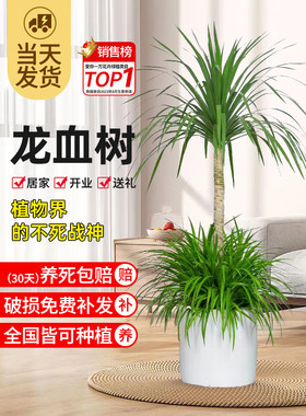 龙血树客厅绿植盆栽多头龙须树铁黑珍珠绿植室内落地大型老桩树苗