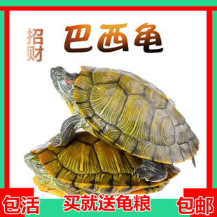 乌龟活体小乌龟黄金龟红耳巴西龟活物小彩龟情侣宠物观赏大龟
