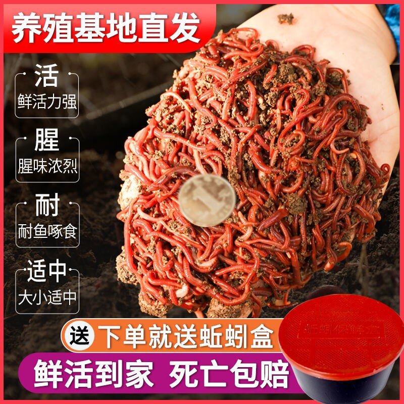 蚯蚓活饵鲜活红虫垂钓鱼饵料鲫鱼鲤鱼野钓黑坑鱼料打窝料鱼食通杀图片