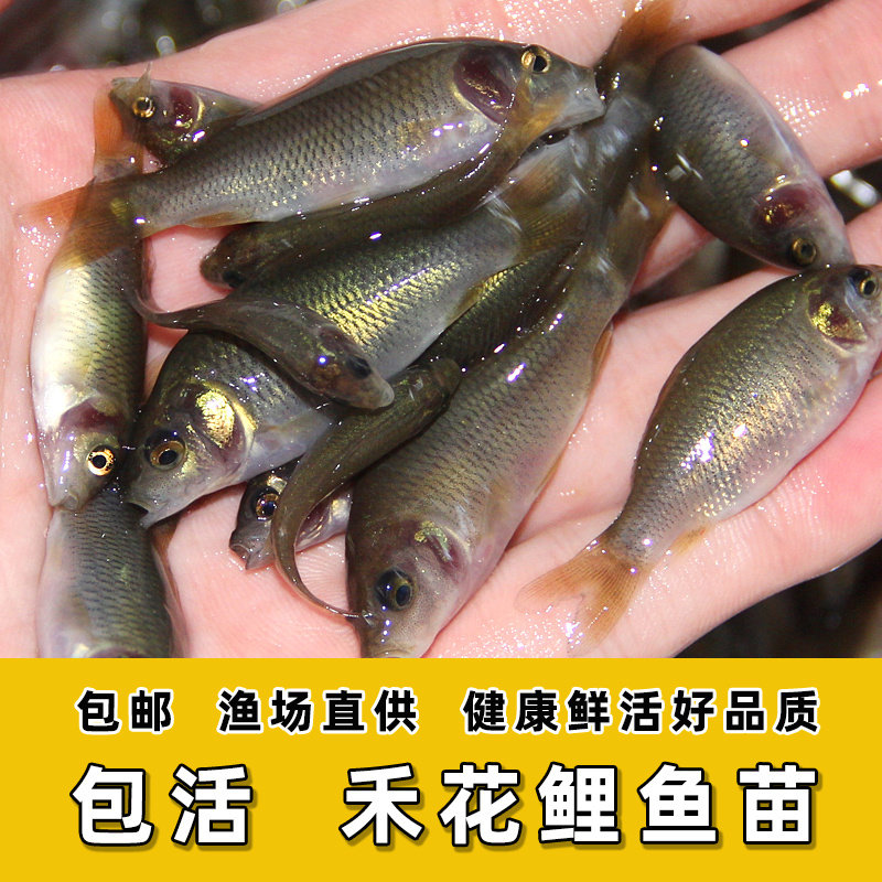 禾花鲤苗禾花鱼鲤鱼苗淡水养殖食用稻田鱼草鱼青鱼鲫鱼鲢鱼活体鱼