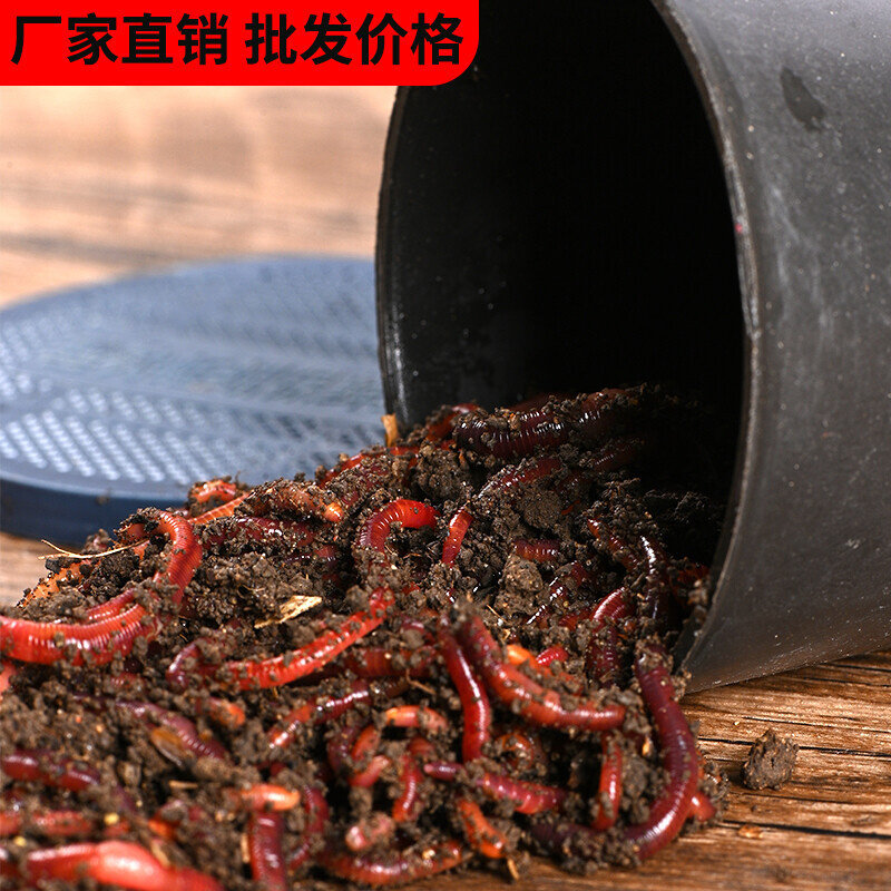 蚯蚓活饵鲜活钓鱼红虫鱼饵盒装饵料太平二号牛粪活蚯蚓大中小号图片