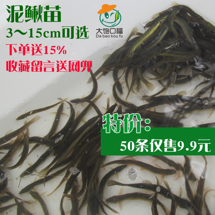 小泥鳅苗钓鱼筏钓台湾泥鳅饲料鱼 活体鳅鱼翘嘴诱饵乌龟鳄龟活食图片