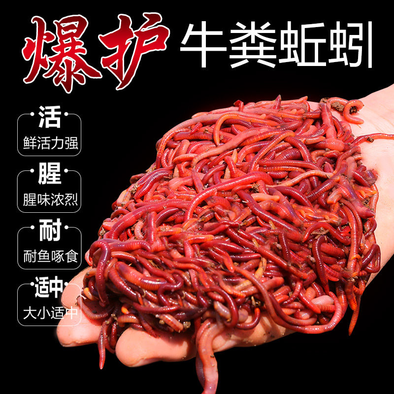 蚯蚓活饵鲜活红虫垂钓鱼饵料鲫鱼鲤鱼野钓黑坑鱼料打窝料鱼食通杀图片