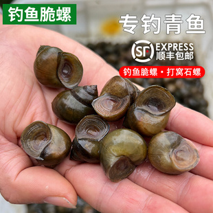 钓鱼脆螺鲜活钓青鱼挂钩饵料活体螺蛳薄壳小田螺乌青黑鲩打窝石螺