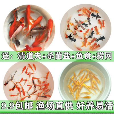 金鱼活鱼小型观赏鱼锦鲤锦鲫冷水鱼活体饲料鱼苗红草鱼室外易养鱼