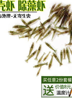 黑壳虾水族箱除藻虾特大观赏虾清洁虾活体饲料工具虾草缸杂质清理