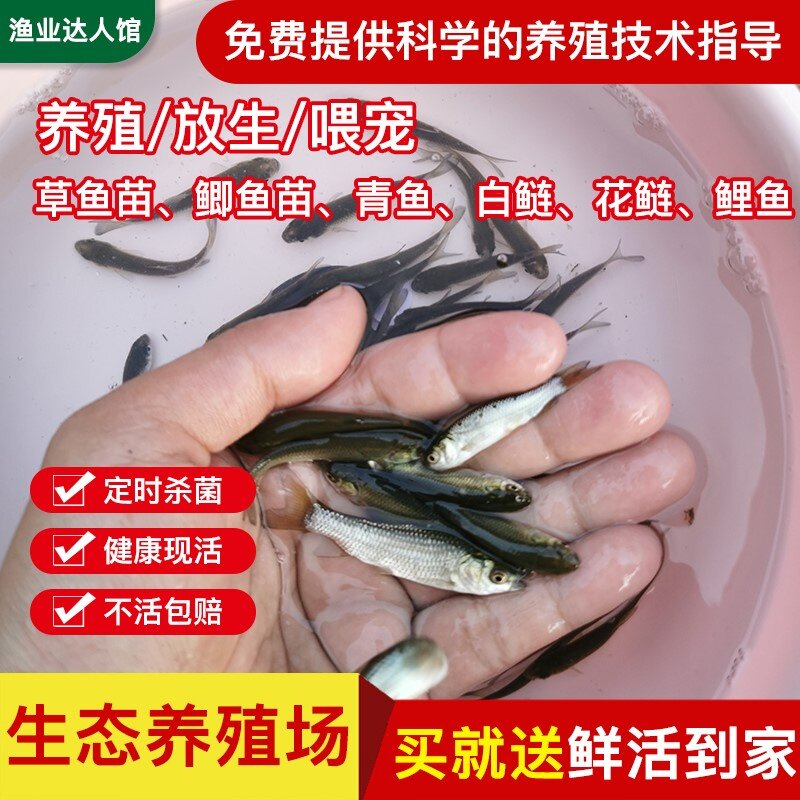 喂乌龟料小鱼活体草鱼苗鲫鱼苗食蚊鱼活体饲料鱼龙鱼饲料淡水鱼苗 - 实物图
