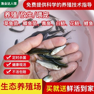 喂乌龟料小鱼活体草鱼苗鲫鱼苗食蚊鱼活体饲料鱼龙鱼饲料淡水鱼苗