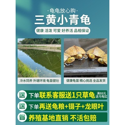 小青龟黄喉拟水龟北石三黄巴西珍珠草龟墨龟麝香火焰龟苗活物乌龟