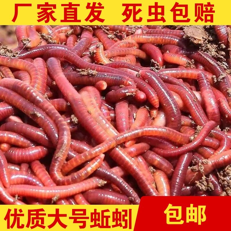 大号蚯蚓活饵鲜活盒装牛粪红虫垂钓鱼饵料鲤鲫鲮通杀野钓鱼食龟食图片