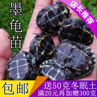 墨龟苗活体全黑小乌龟活物黑腹外塘中华草龟苗宠物水龟长寿龟