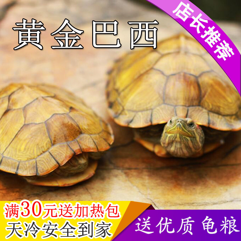 乌龟活物大巴西龟活体小彩龟宠物龟中华草龟苗鳄龟长寿观赏龟水龟图片