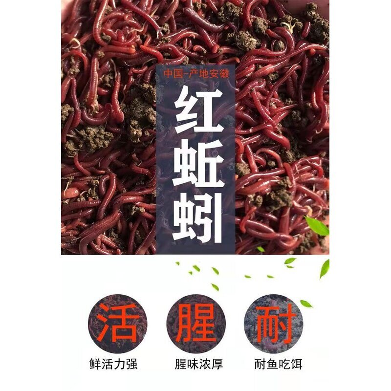蚯蚓活饵种苗特大号钓鱼垂钓鲫鱼散装红虫活体盒装鲜活饵放生包邮图片