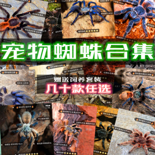 网红宠物蜘蛛爬虫巴西所罗门金直间智利火红玫瑰橙巴布温顺好养
