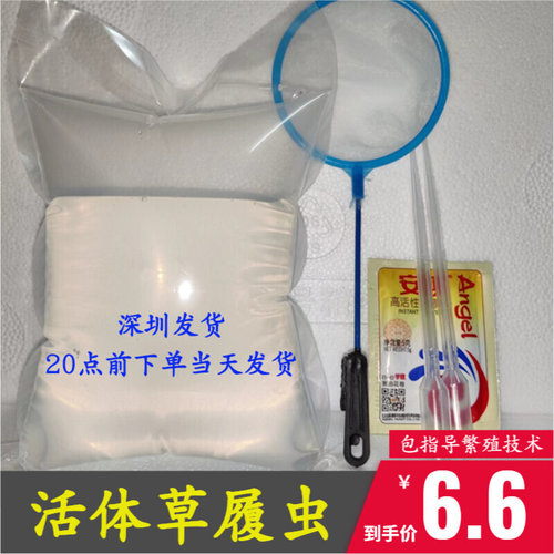大草履虫种 洄水 培养液观背青鳉水花斗鱼苗开口教学实验活体饲料