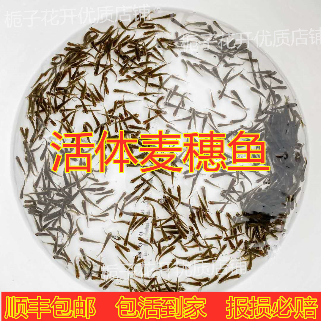 喂乌龟吃的小活鱼苗易养活鳄龟食物饲料鱼活的小型幼龟开口粮麦穗图片