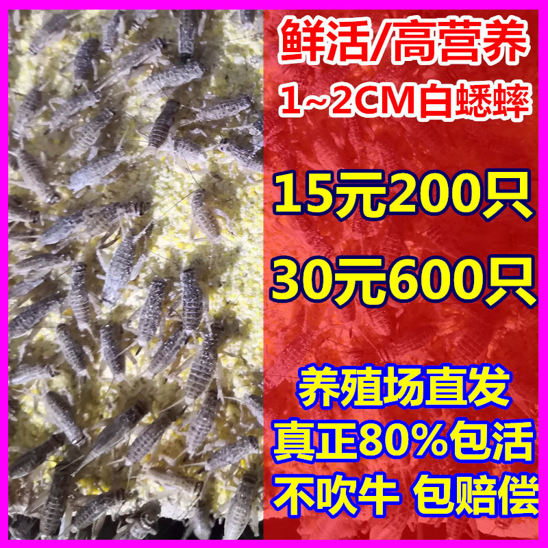 蟋蟀白蛐蛐活物饲料蜥蜴守宫蜘蛛斗虫口粮食物针头蟋蟀油葫芦活体