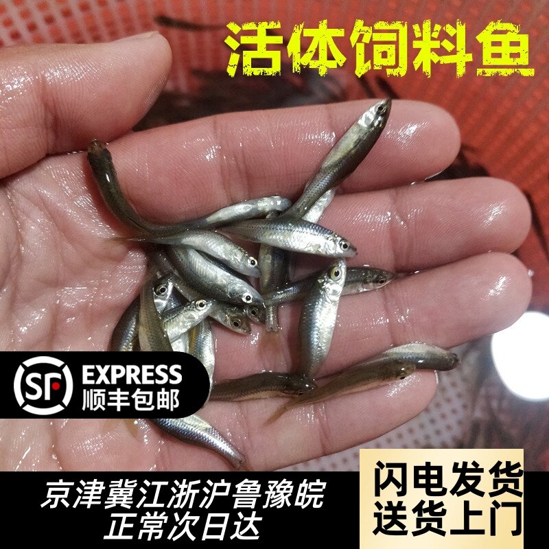 麦穗鱼饲料鱼活体鱼苗淡水养殖小鱼龙鱼鳄龟饲料喂乌龟吃的小鱼苗图片