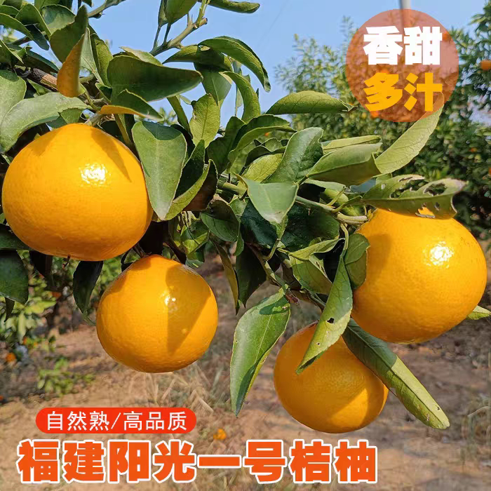 阳光一号柑橘 桔柚 新鲜水果桔子 福建建阳高山甜心柚五斤装