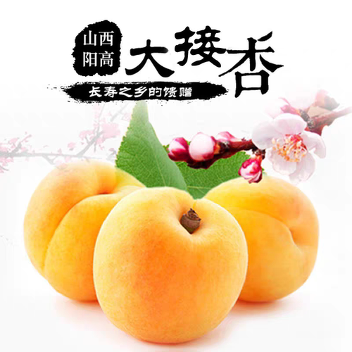 山西大同阳高特产大接杏5斤新鲜水果天然杏子酸甜大黄杏现摘现发