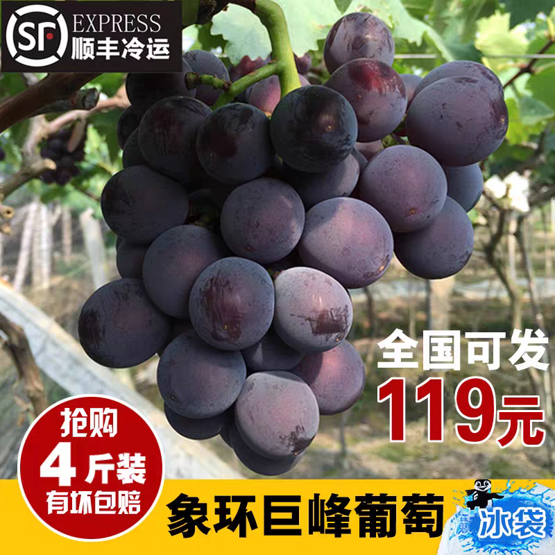 福安葡萄【航空件】象环巨峰葡萄新鲜水果现摘 4斤 7斤泡沫箱全国