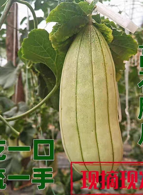 大荔高石脆瓜新鲜水果高氏脆瓜羊角蜜瓜甜现摘现发陕西渭南特产3