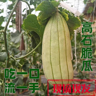 大荔高石脆瓜新鲜水果高氏脆瓜羊角蜜瓜甜现摘现发陕西渭南特产3