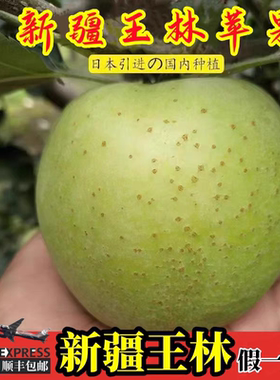 正宗特级新疆阿克苏王林苹果当季新鲜现摘时令水果雀斑美人顺丰