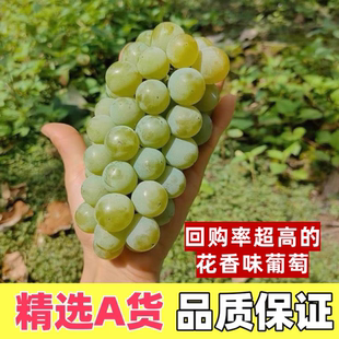 恩施关口葡萄现摘农家绿香水晶青葡萄新鲜新鲜水果湖北建始土特产