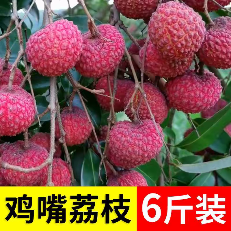 【鸡嘴荔枝】个头超大 广西农家老树荔枝新鲜包邮现摘现发6斤