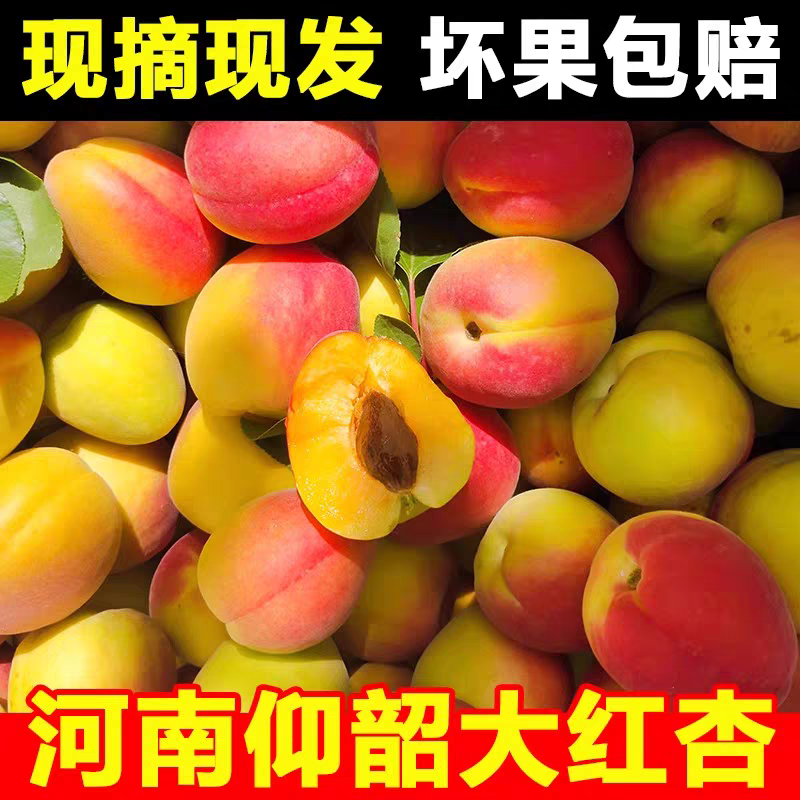 河南仰韶大红杏新鲜水果当季现摘现发农家自产胭脂杏孕妇水果顺丰