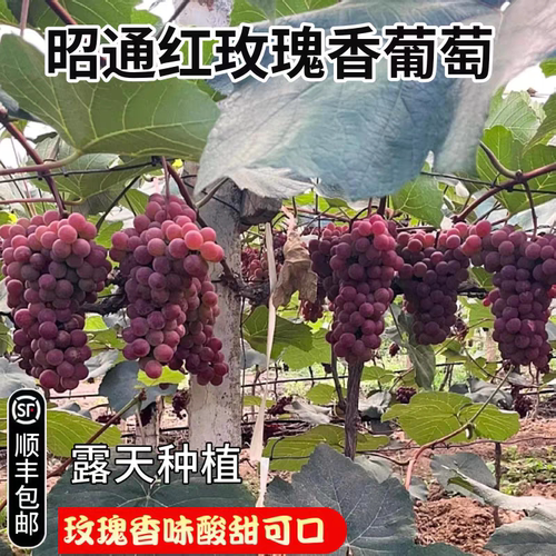 云南昭通红玫瑰香葡萄中国红玫瑰新鲜水果现摘露天种植酸甜小葡萄