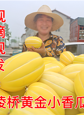 淮安特产凌桥香瓜现摘先发黄金瓜皮薄脆甜小香瓜应季水果孕妇水果
