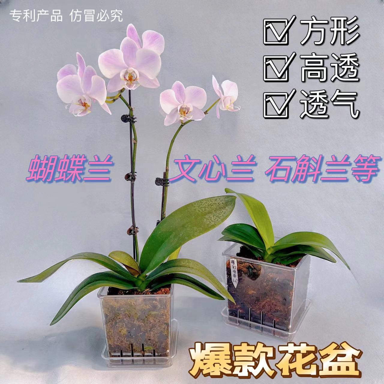 养兰专用方形高透明花盆