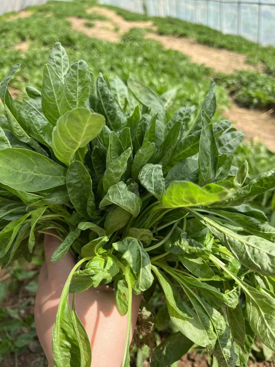 湖北随州本地苋菜汗菜3斤现摘现发顺丰包邮