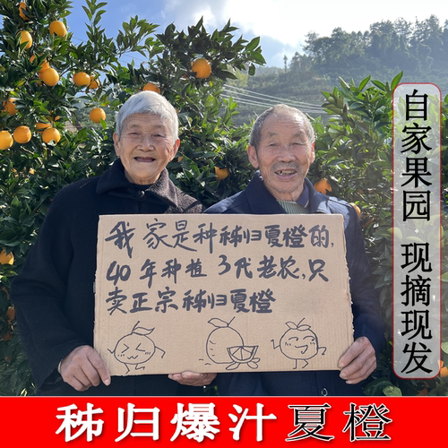 正宗秭归夏橙酸甜口感现摘现发