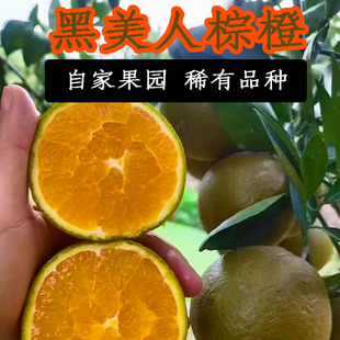 有货湖北秭归棕橙黑美人巧克力橙稀有品种新鲜水果手剥橙孕妇橙子