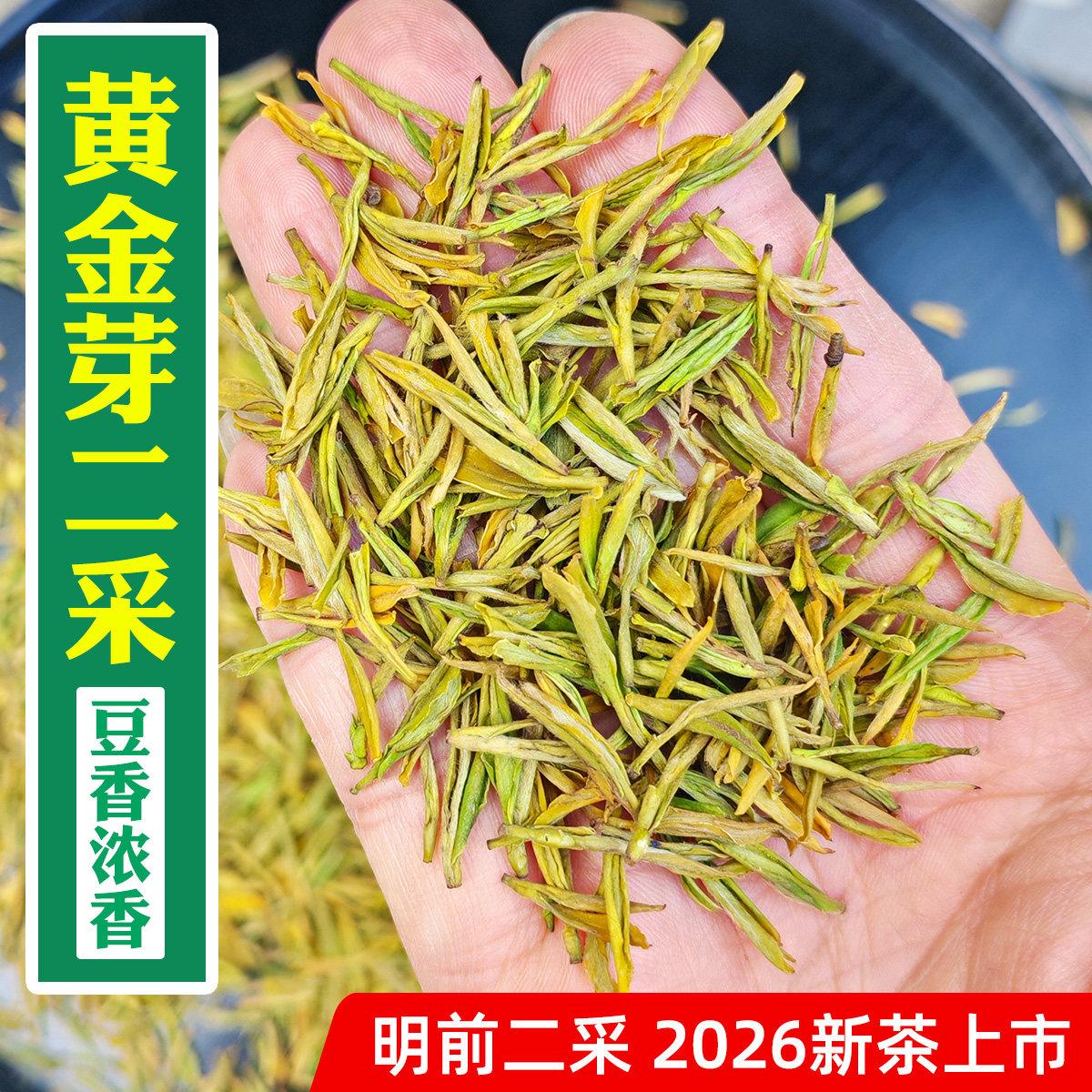 2026年新茶-乐茁黄金芽3优-明前特小开园二采级-安吉黄金白茶